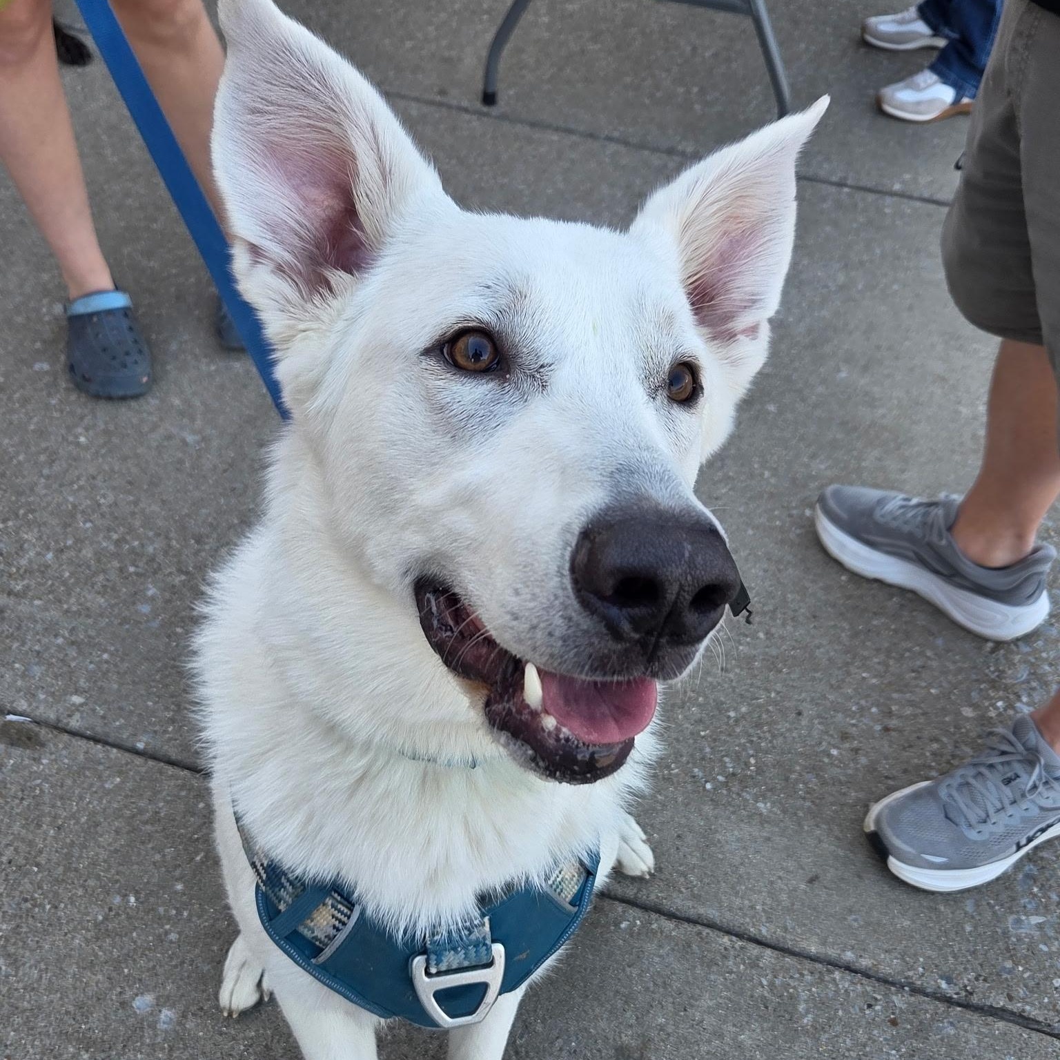 Enlarge Luka, an adopted mixed breed in Brentwood, TN image 6/6