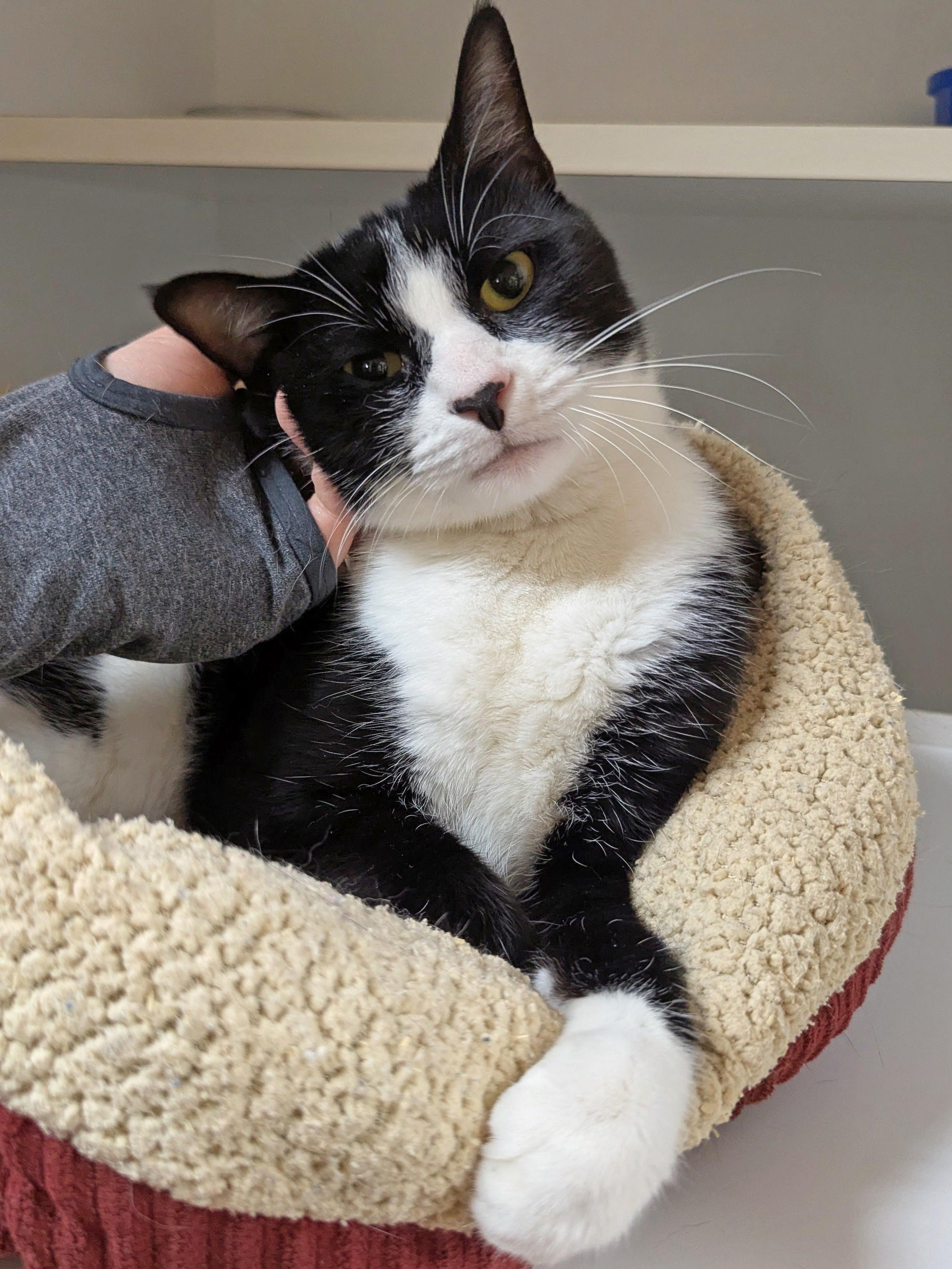 Enlarge Ashes, a ADOPTABLE Domestic Short Hair in Accident, MD image 1/4