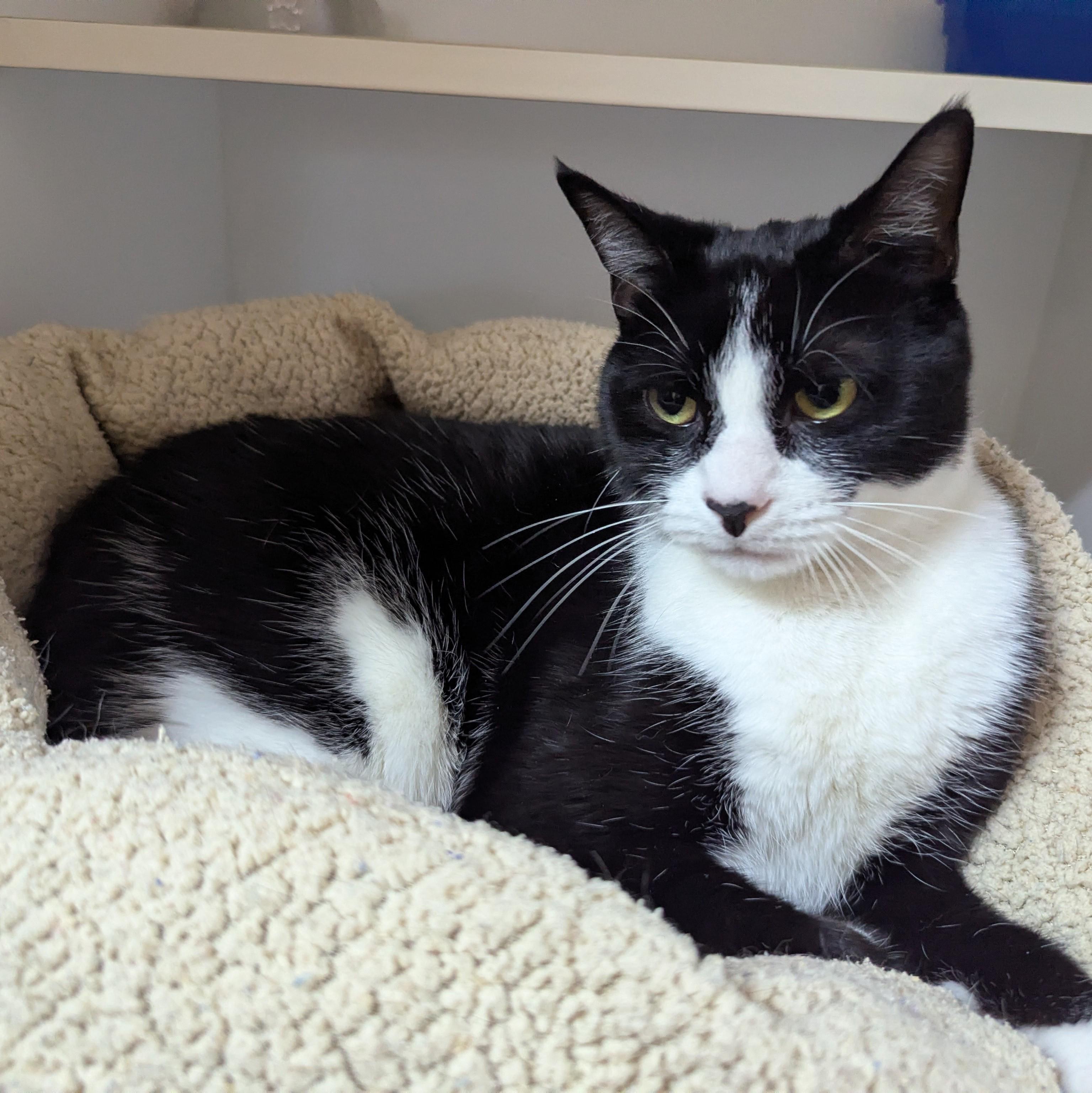 Enlarge Ashes, a ADOPTABLE Domestic Short Hair in Accident, MD image 2/4