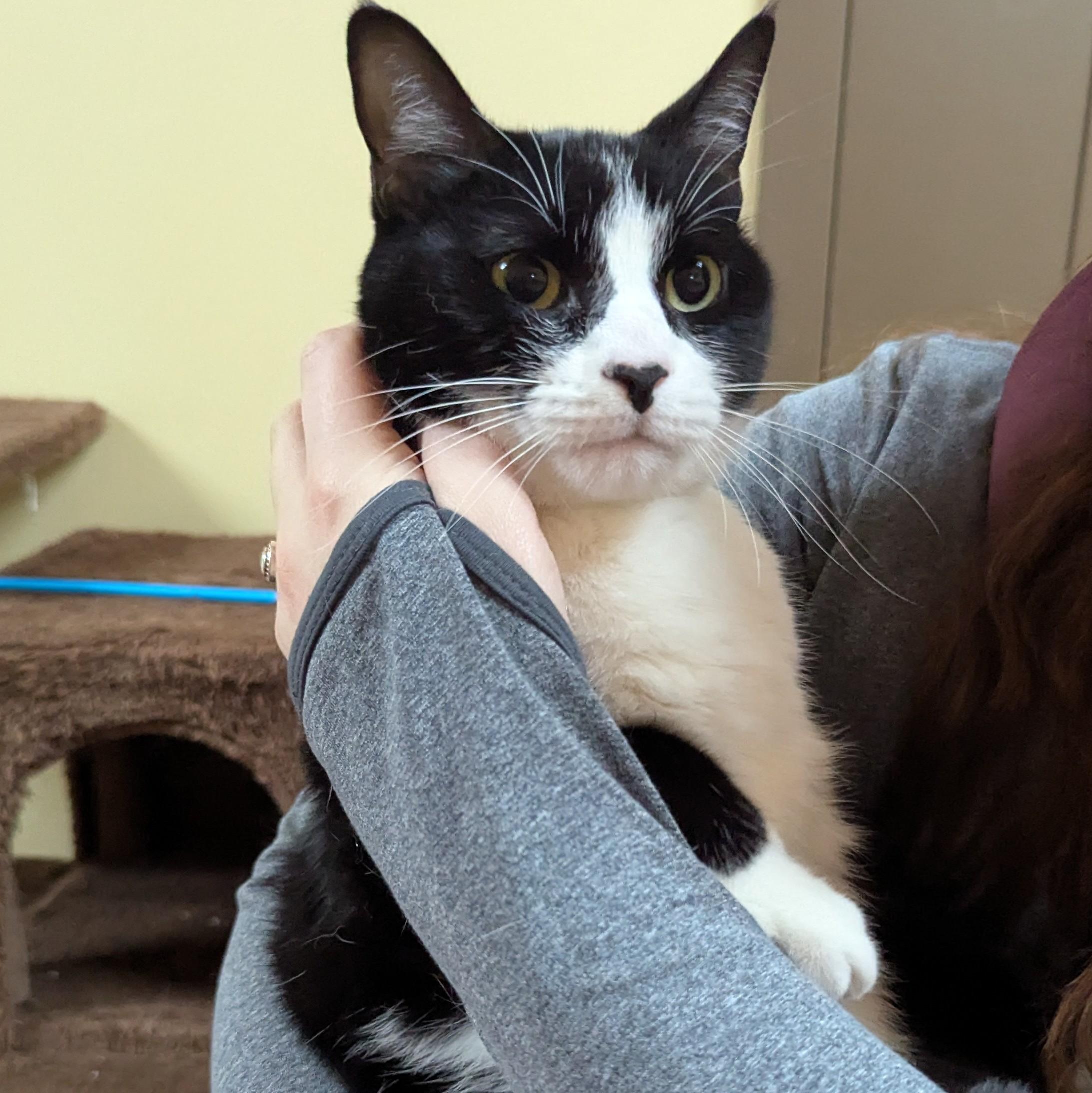 Enlarge Ashes, a ADOPTABLE Domestic Short Hair in Accident, MD image 3/4