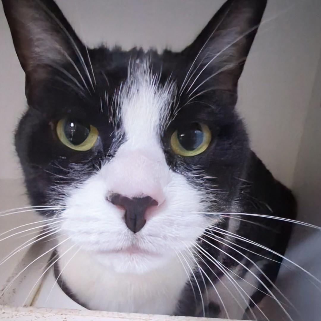 Enlarge Ashes, a ADOPTABLE Domestic Short Hair in Accident, MD image 4/4