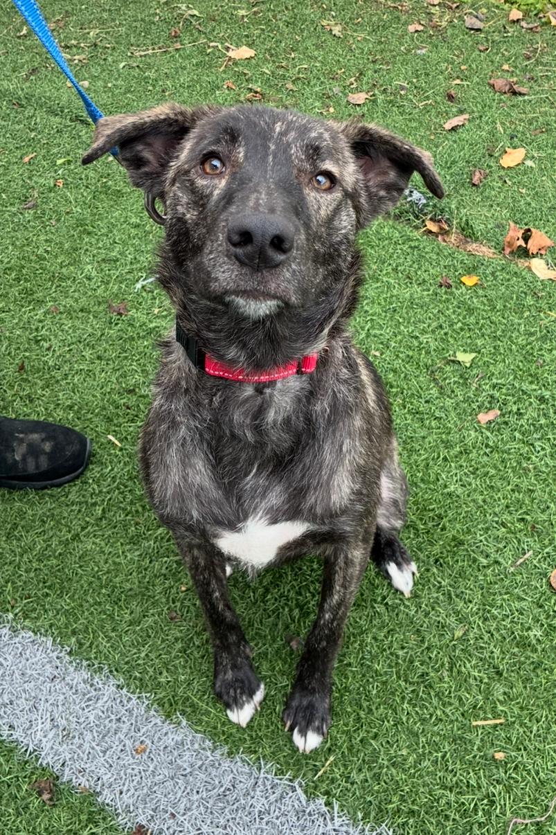 Enlarge Nelly Jane, a Adoptable mixed breed in Hornell, NY image 3/3
