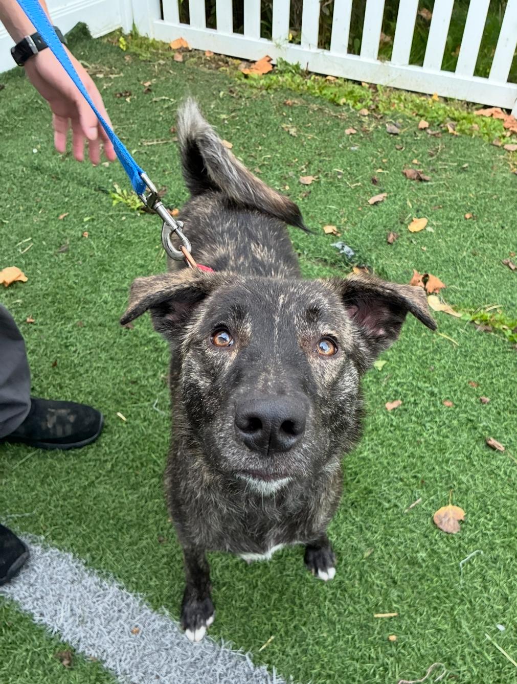 Enlarge Nelly Jane, a Adoptable mixed breed in Hornell, NY image 2/3