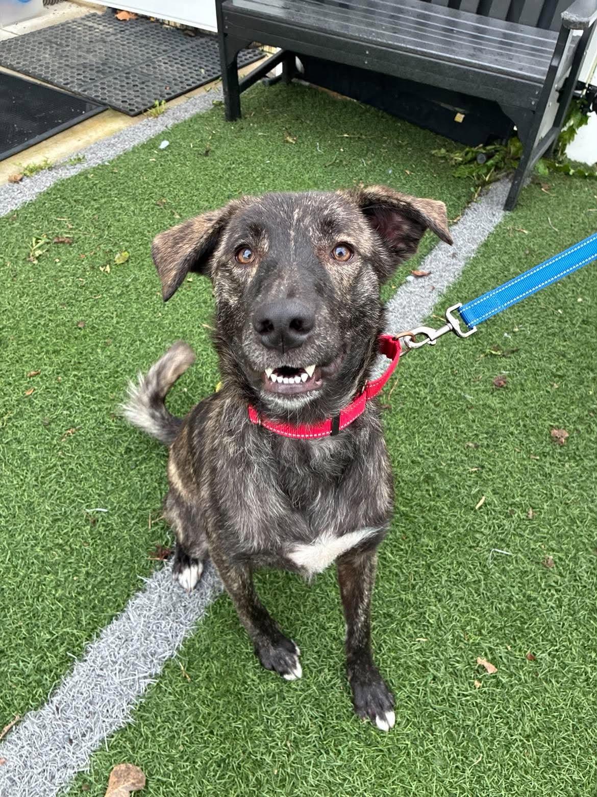 Nelly Jane, Adoptable, Young Female Dutch Shepherd & Labrador Retriever.