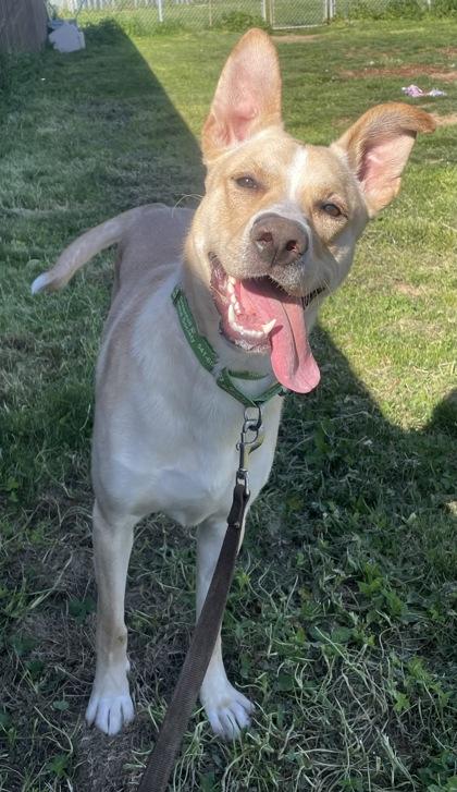 Enlarge Apollo, a Adoptable mixed breed in Eugene, OR image 1/3