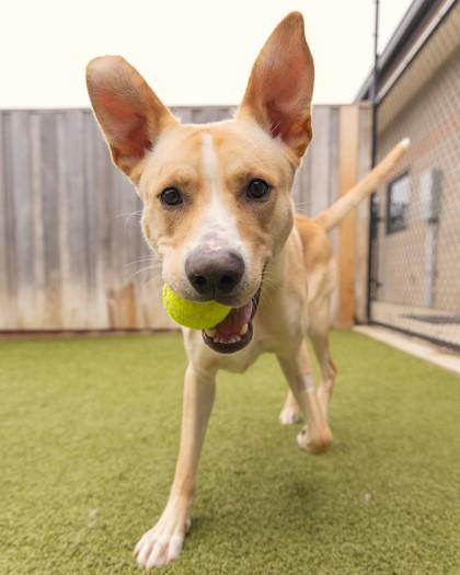 Enlarge Apollo, a Adoptable mixed breed in Eugene, OR image 1/3