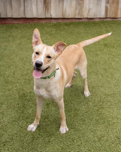 Enlarge Apollo, a Adoptable mixed breed in Eugene, OR image 2/3