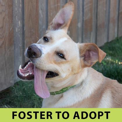 Enlarge Apollo, a Adoptable mixed breed in Eugene, OR image 3/3