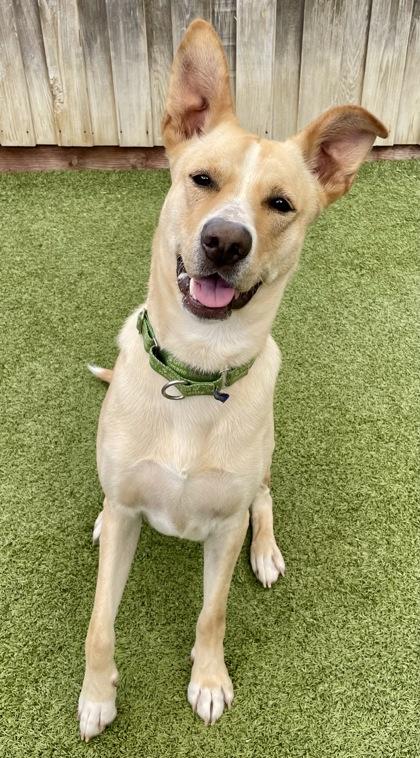 Enlarge Apollo, a Adoptable mixed breed in Eugene, OR image 2/3