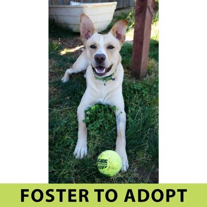 Enlarge Apollo, a Adoptable mixed breed in Eugene, OR image 3/3