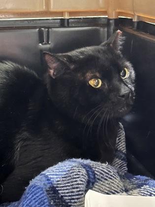 Enlarge Big Boy, a Adoptable Domestic Short Hair in Georgetown, DE image 1/1