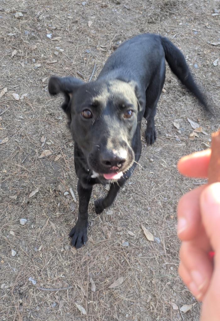 Enlarge Langston H., a Adoptable mixed breed in Little Rock, AR image 2/2