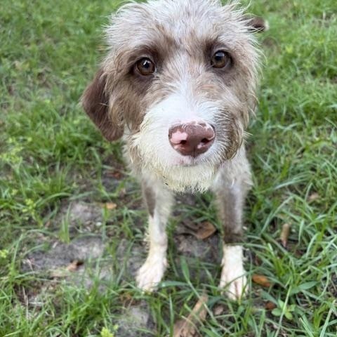 Penelope, ADOPTABLE, Young Female Aussiedoodle.