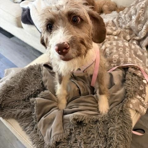 Enlarge Penelope, a ADOPTABLE Aussiedoodle in Maitland, FL image 3/4