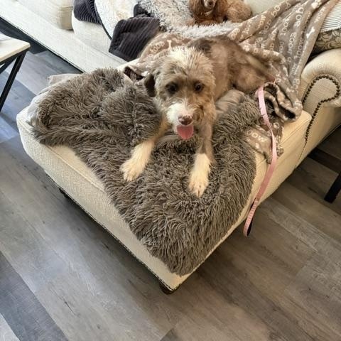 Enlarge Penelope, a ADOPTABLE Aussiedoodle in Maitland, FL image 4/4