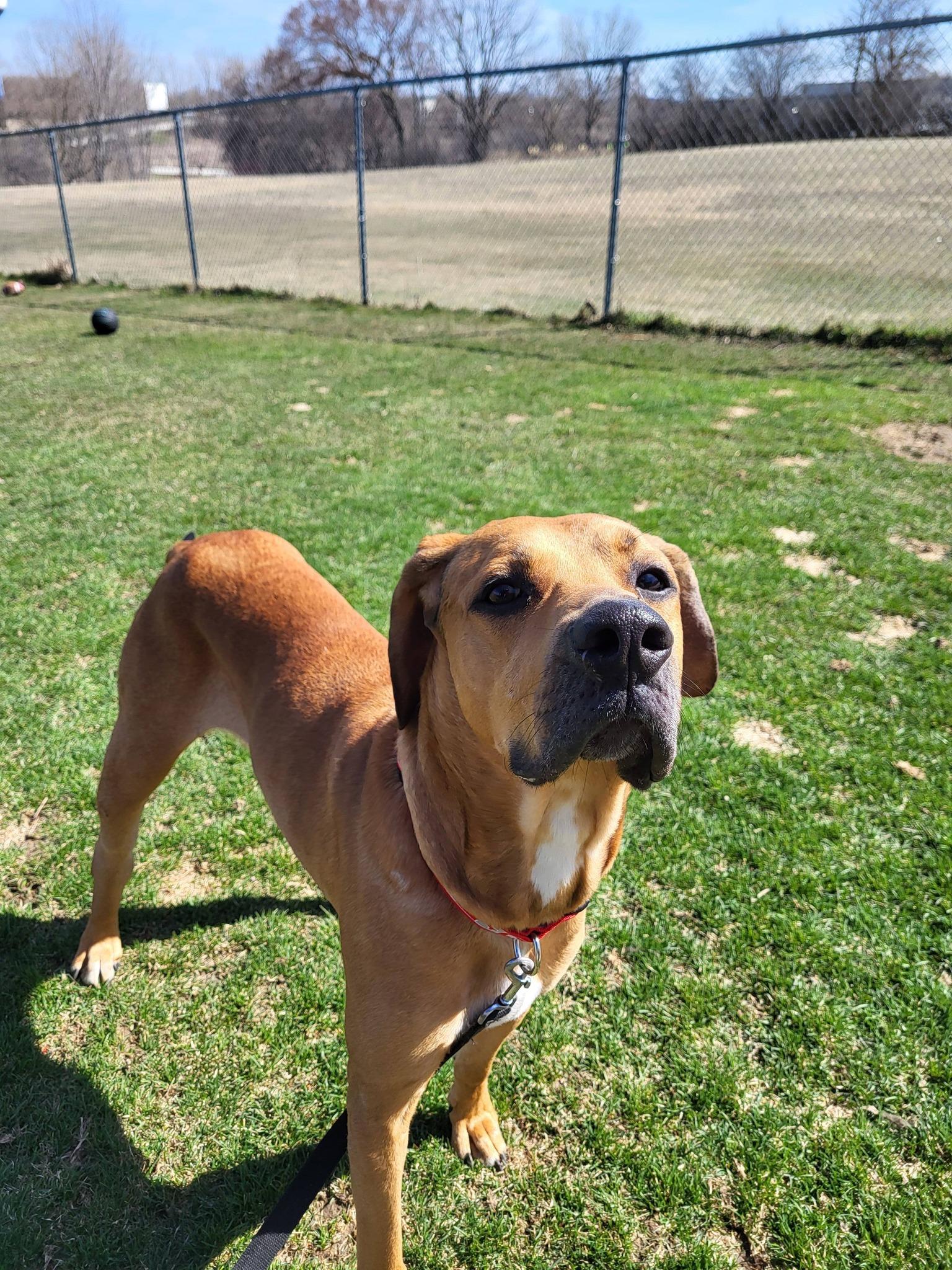 Huey, a ADOPTABLE Hound in Chilton, WI image 6/6