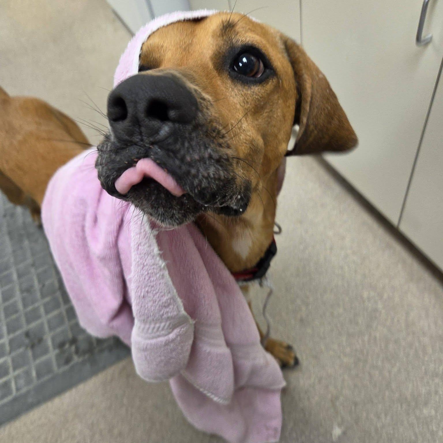 Huey, ADOPTABLE, Adult Male Hound.