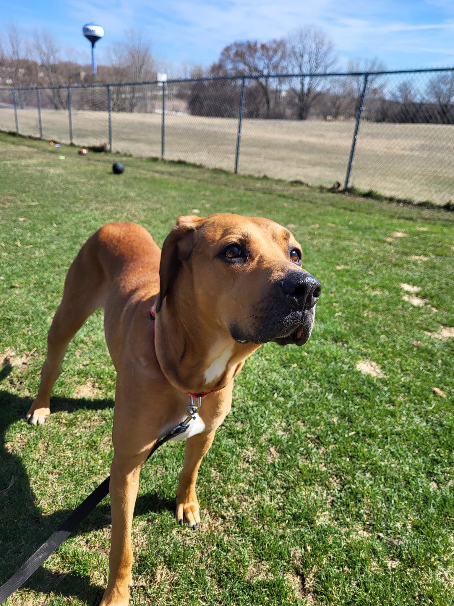Huey, a ADOPTABLE Hound in Chilton, WI image 4/6