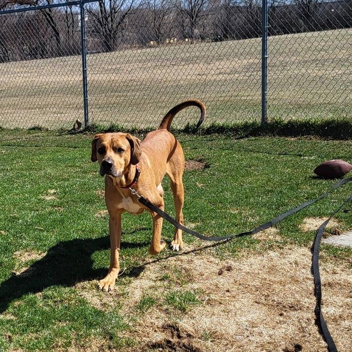 Huey, a ADOPTABLE Hound in Chilton, WI image 2/6