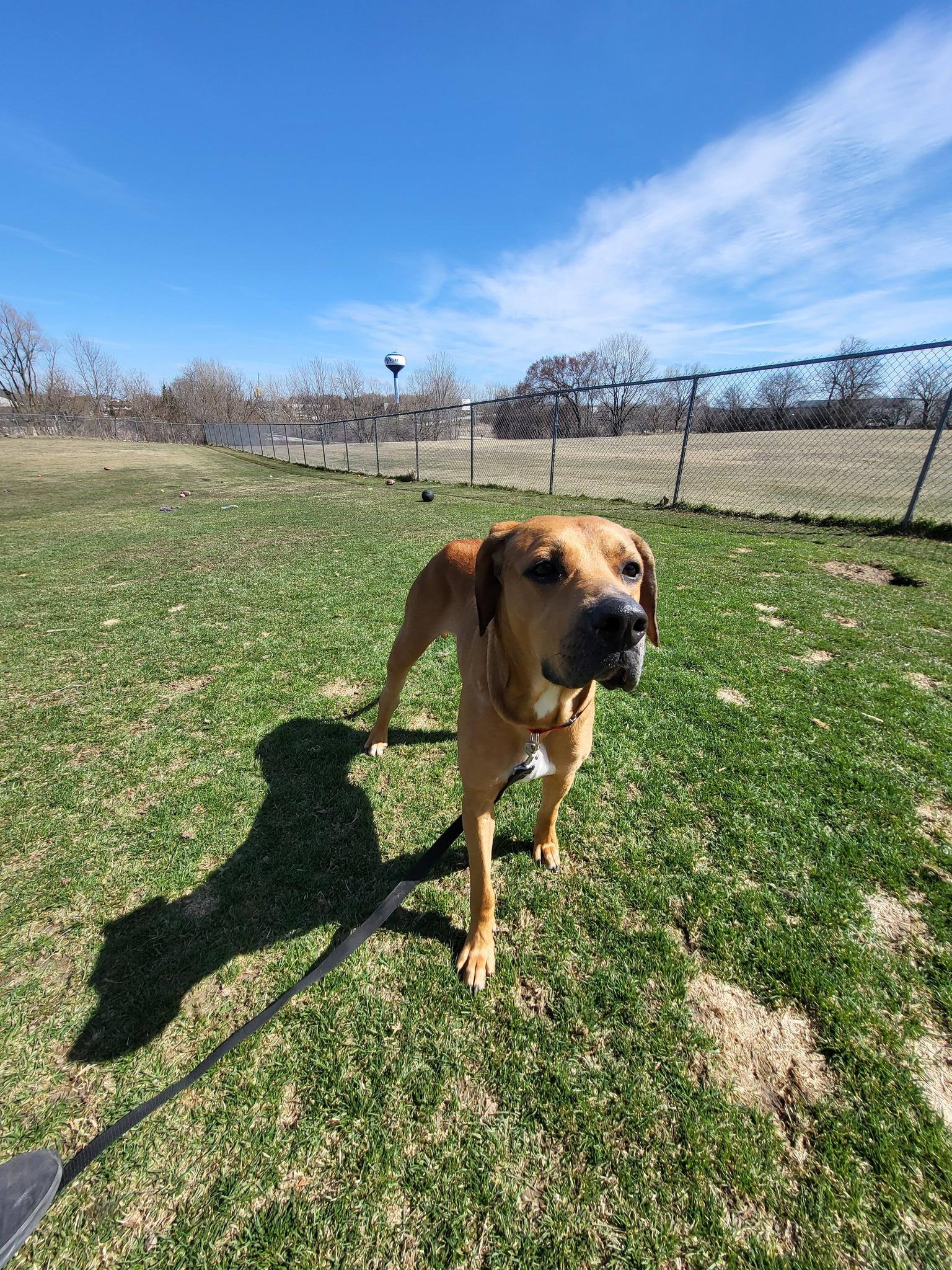 Huey, a ADOPTABLE Hound in Chilton, WI image 3/6