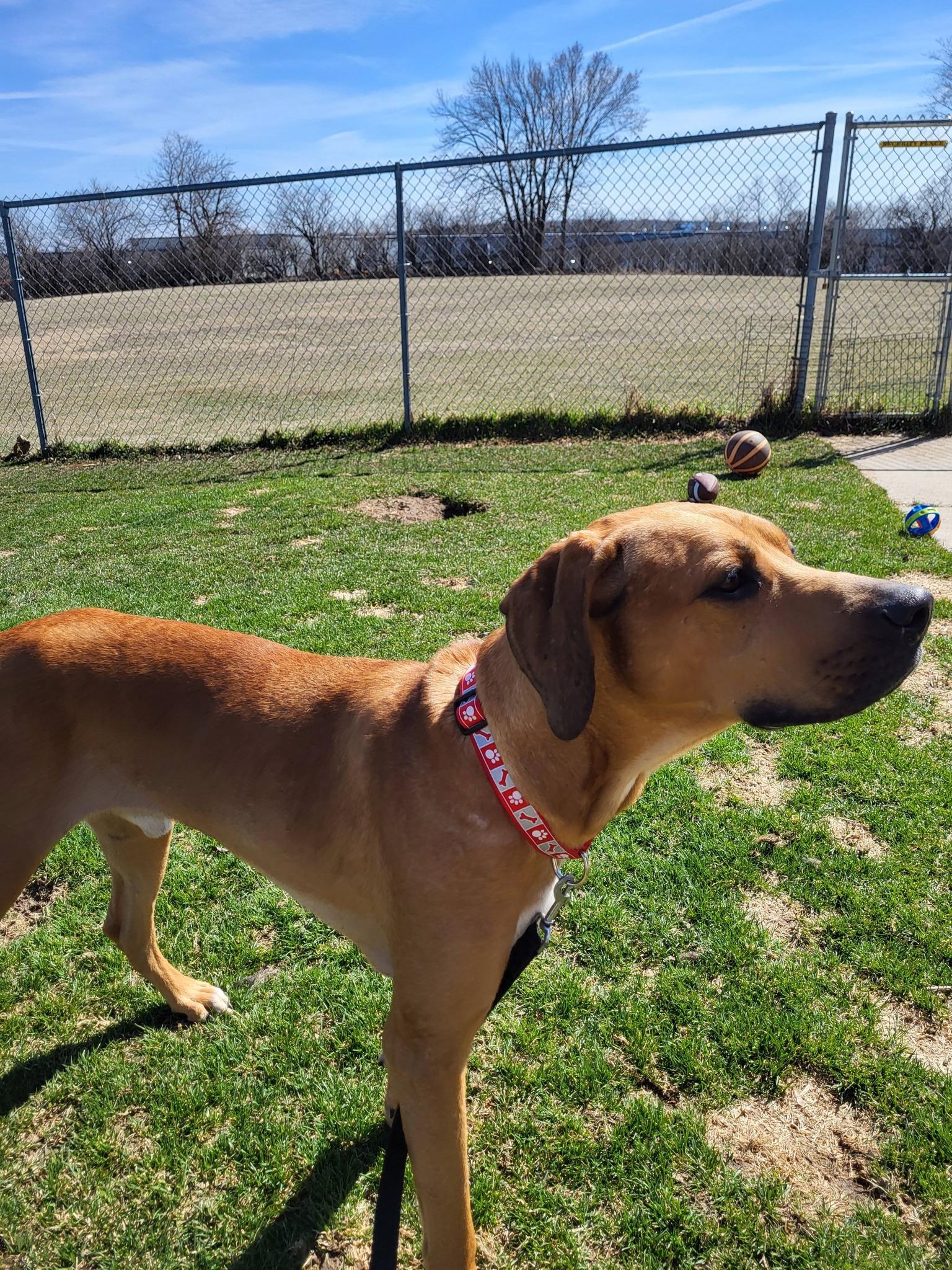 Huey, a ADOPTABLE Hound in Chilton, WI image 5/6