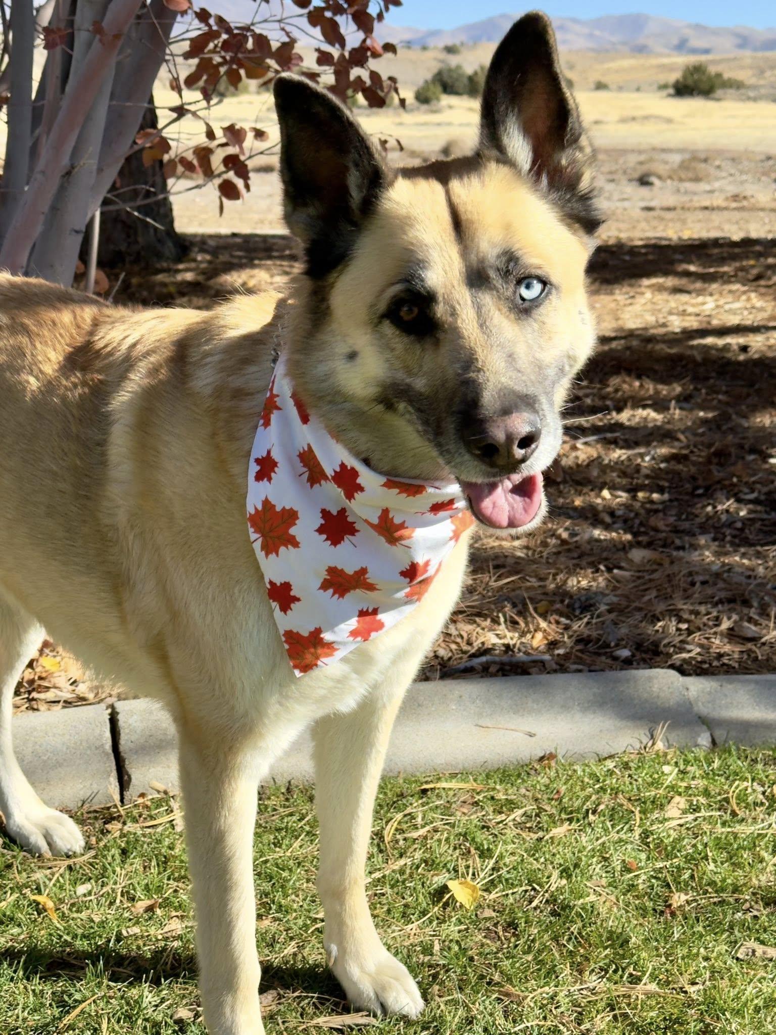 Enlarge Delilah, a ADOPTABLE mixed breed in Gardnerville, NV image 1/1