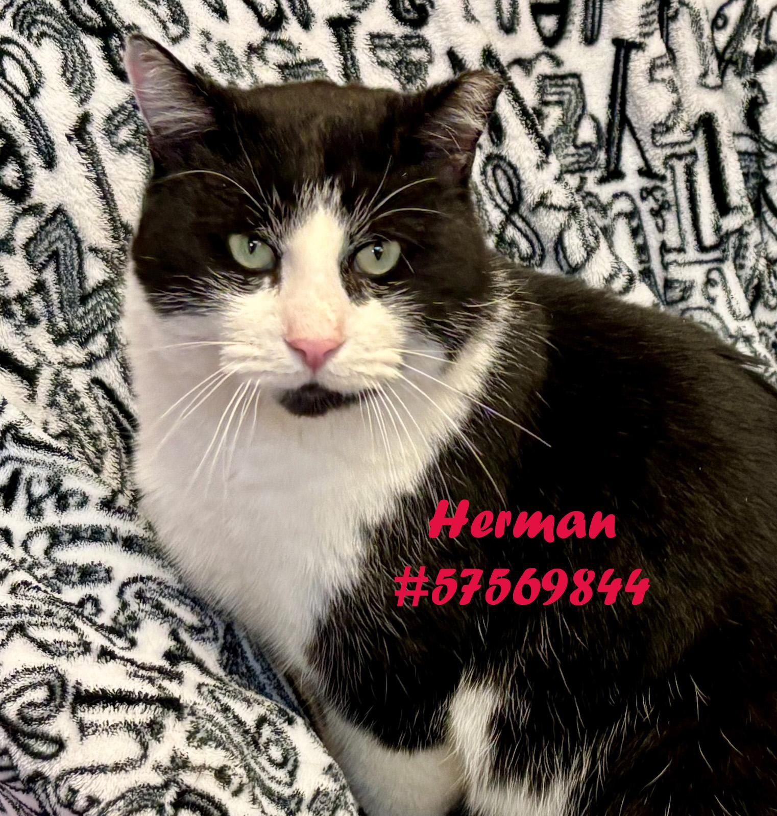 Herman