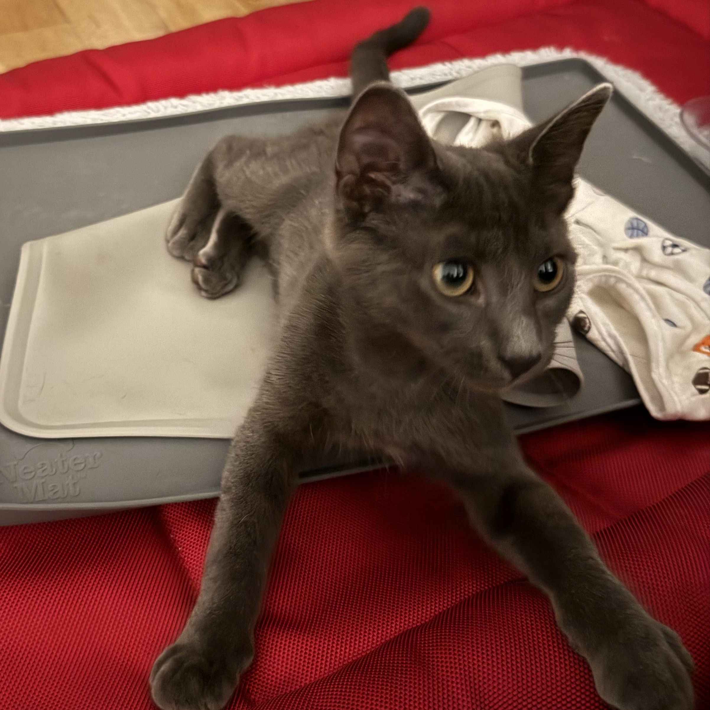 Enlarge Caribou, an adoptable American Shorthair in brooklyn, NY image 3/6