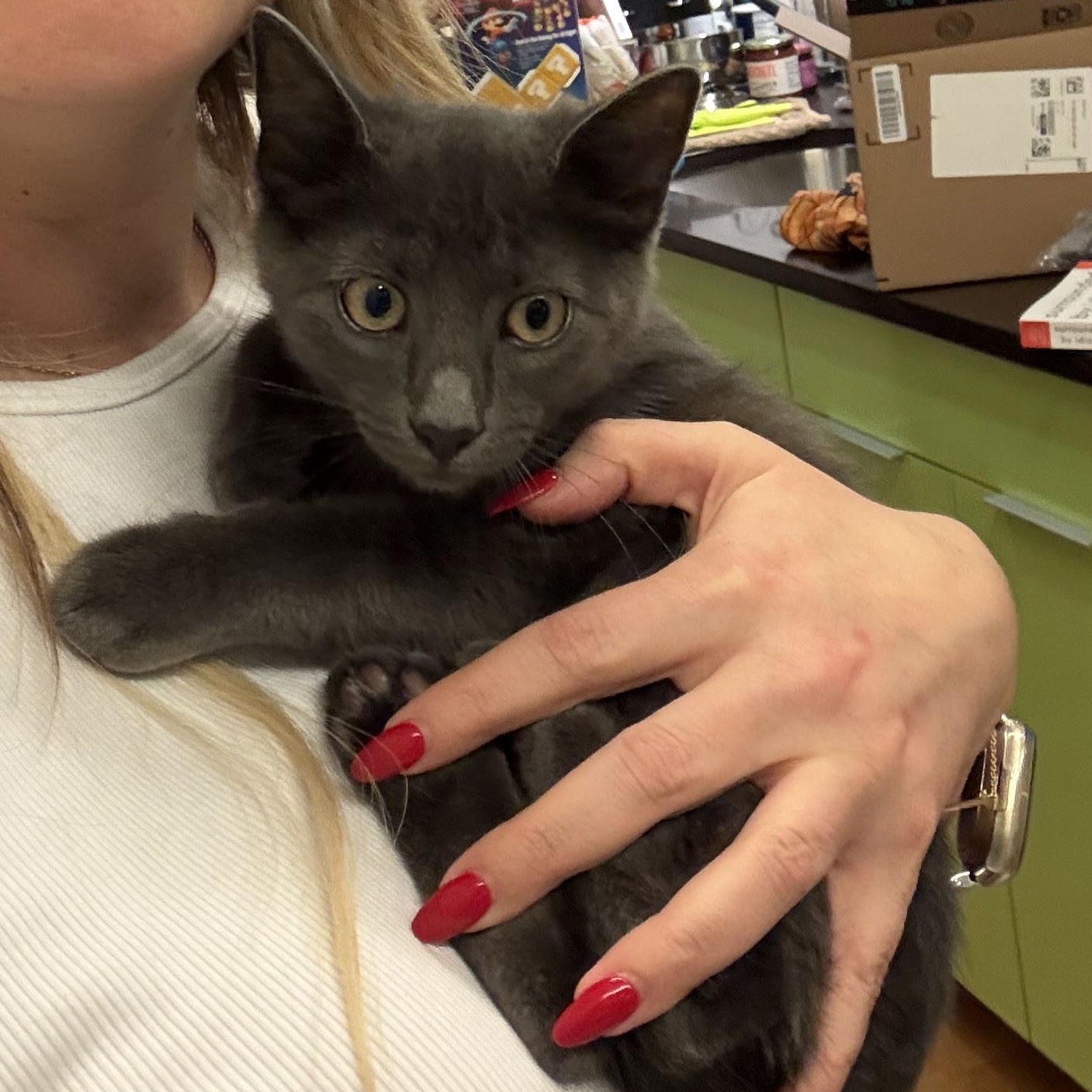 Enlarge Caribou, an adoptable American Shorthair in brooklyn, NY image 2/6