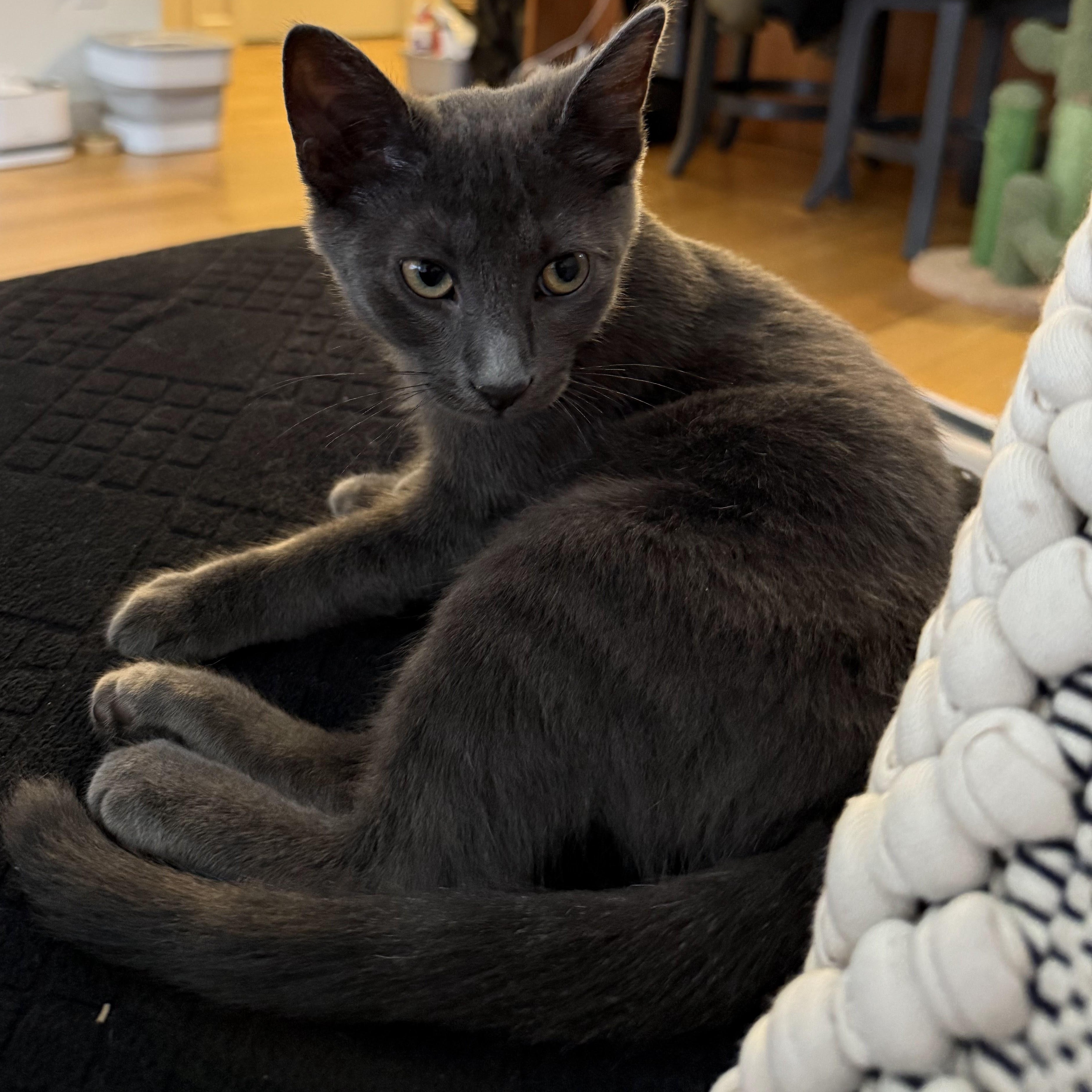 Caribou, adoptable, Kitten Female American Shorthair.