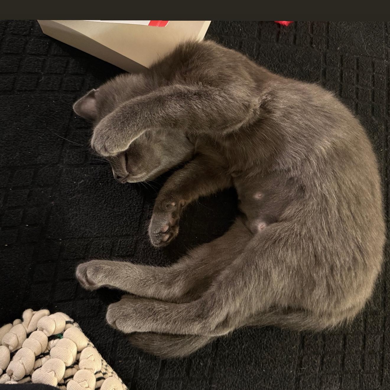 Enlarge Caribou, an adoptable American Shorthair in brooklyn, NY image 5/6