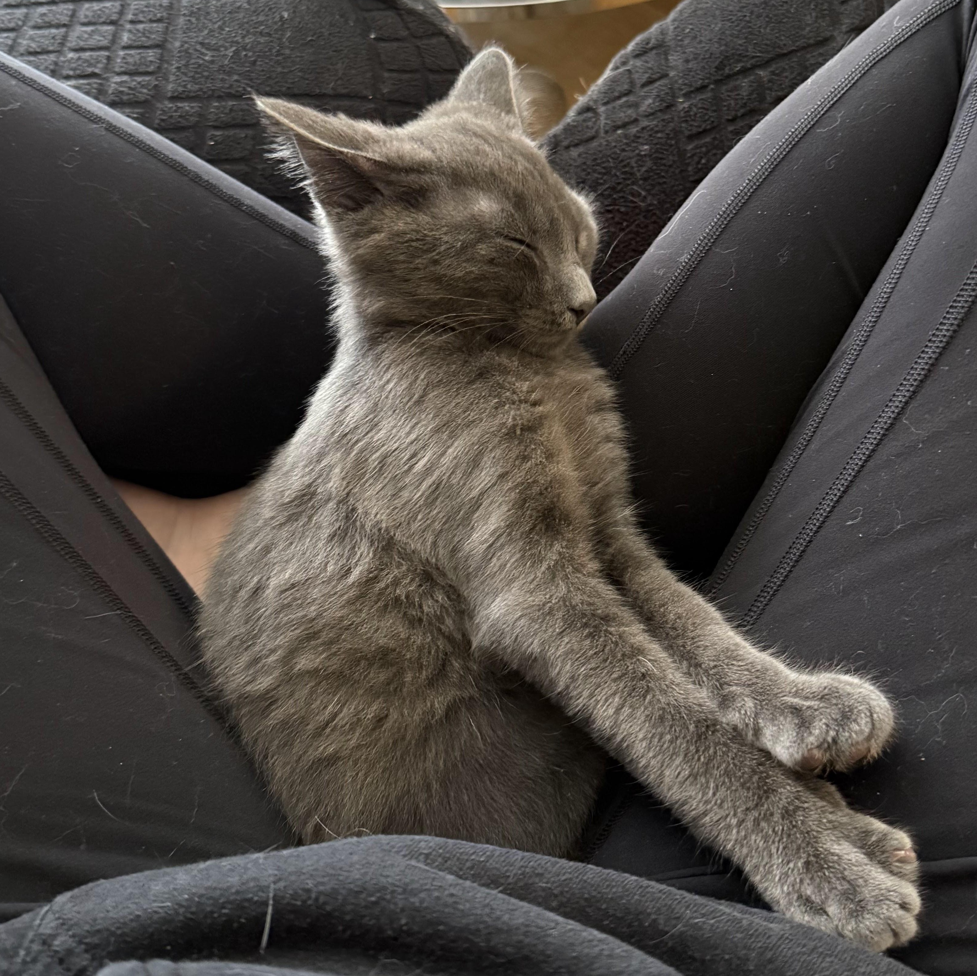 Enlarge Caribou, an adoptable American Shorthair in brooklyn, NY image 4/6