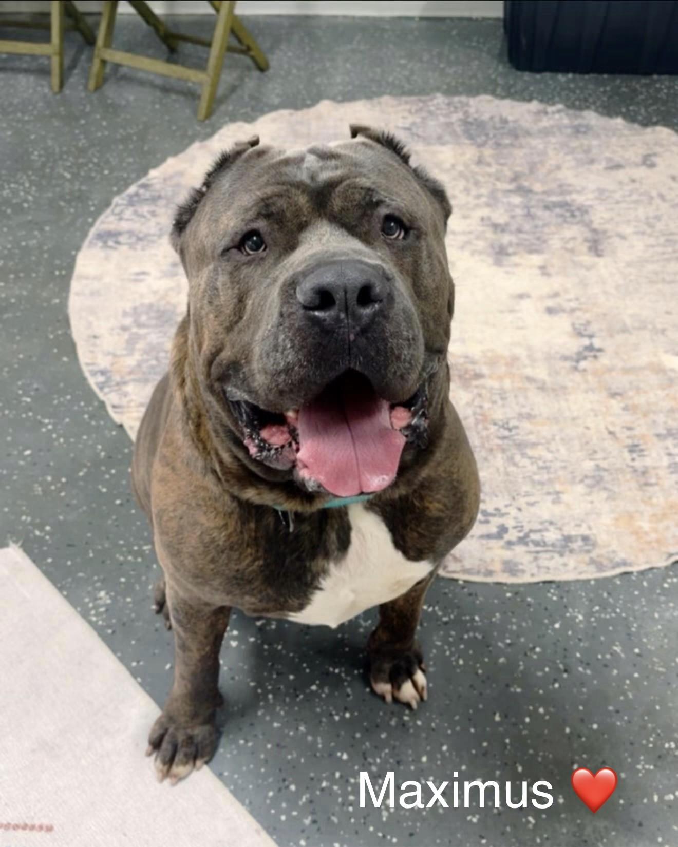 Maximus, ADOPTABLE, Adult Male Bullmastiff & Cane Corso.