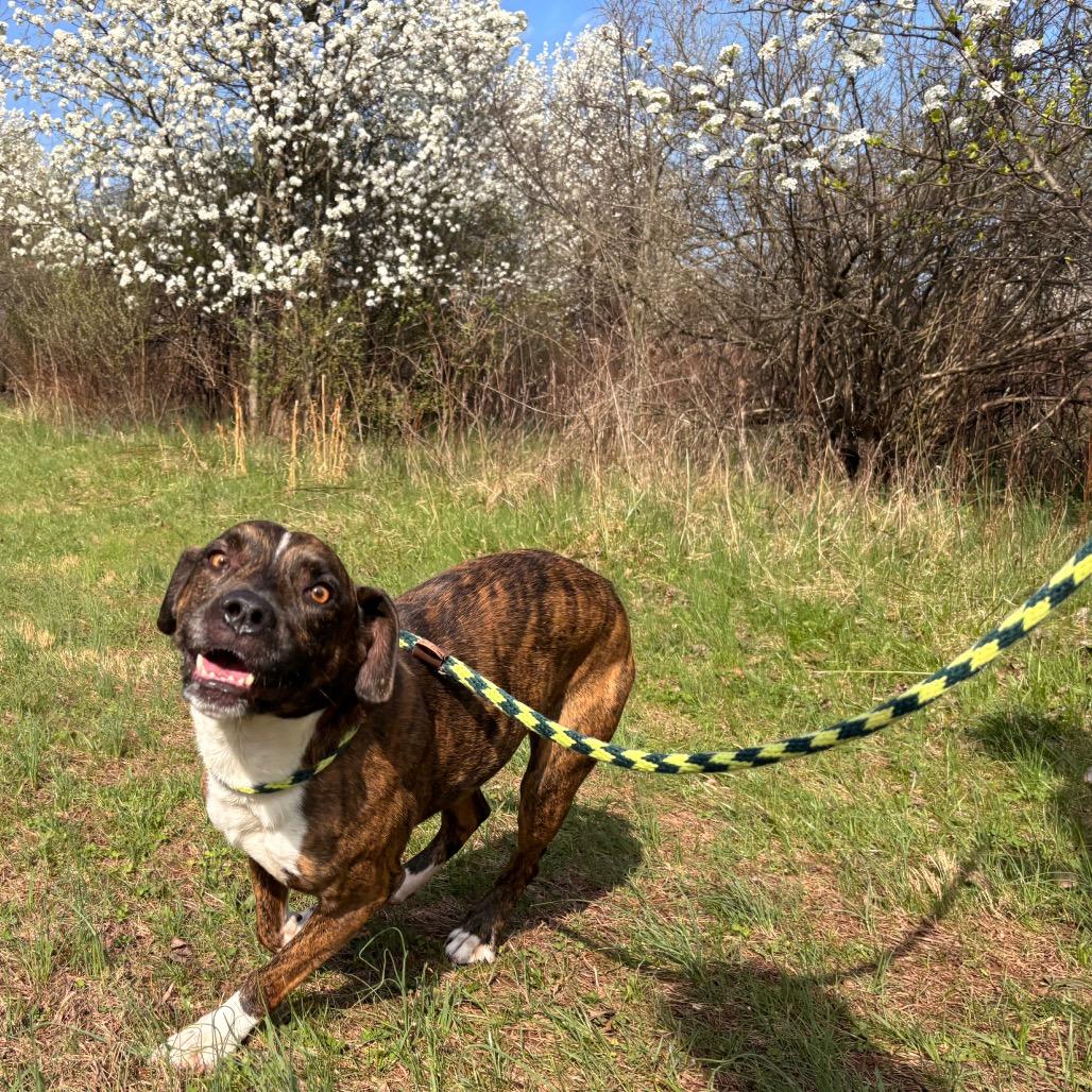 Enlarge Dior, a Adoptable Pit Bull Terrier in York, PA image 1/6