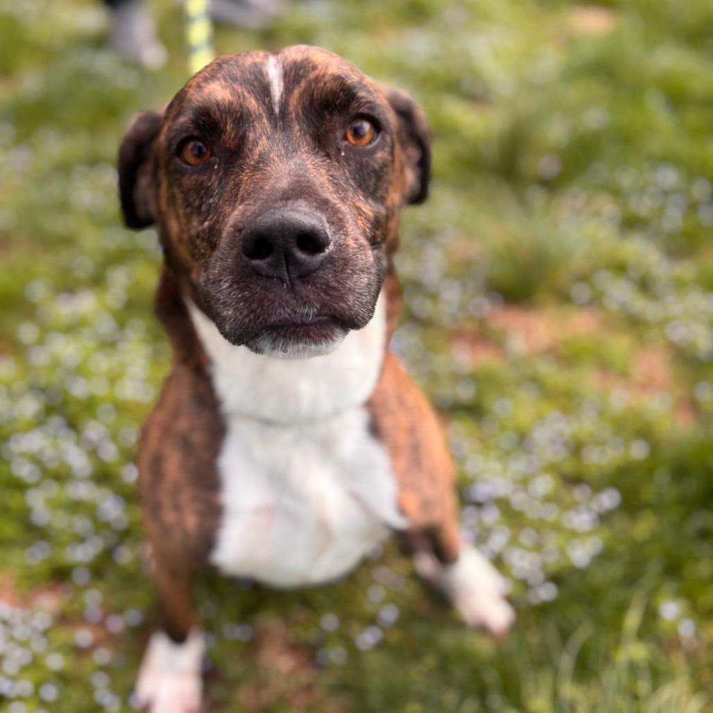 Enlarge Dior, a Adoptable Pit Bull Terrier in York, PA image 2/6