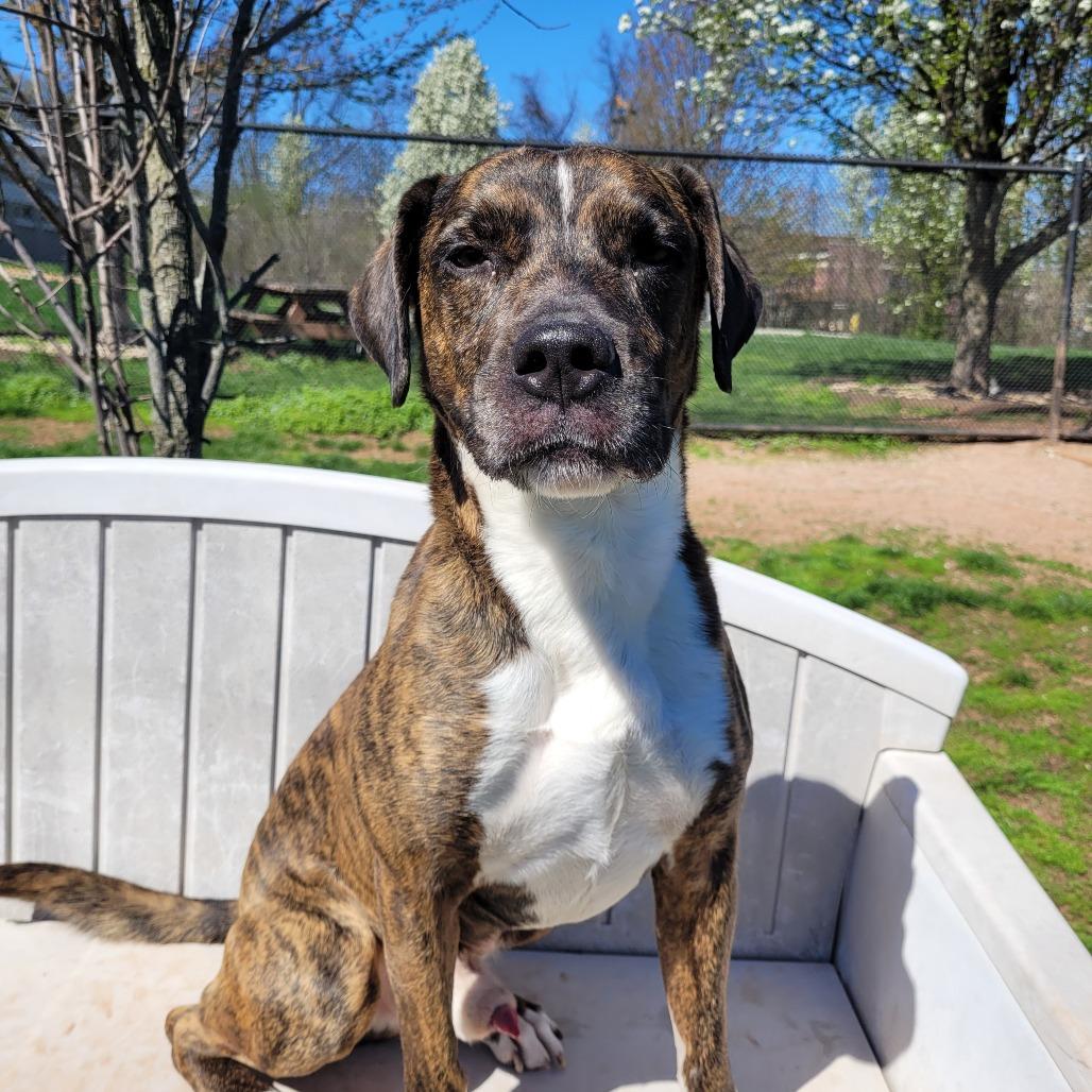 Enlarge Dior, a Adoptable Pit Bull Terrier in York, PA image 3/6