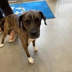 Enlarge Dior, a Adoptable Pit Bull Terrier in York, PA image 5/6