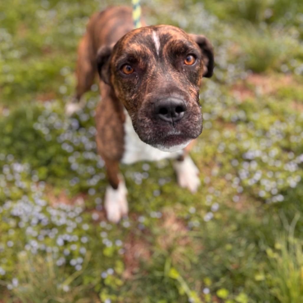 Enlarge Dior, a Adoptable Pit Bull Terrier in York, PA image 6/6