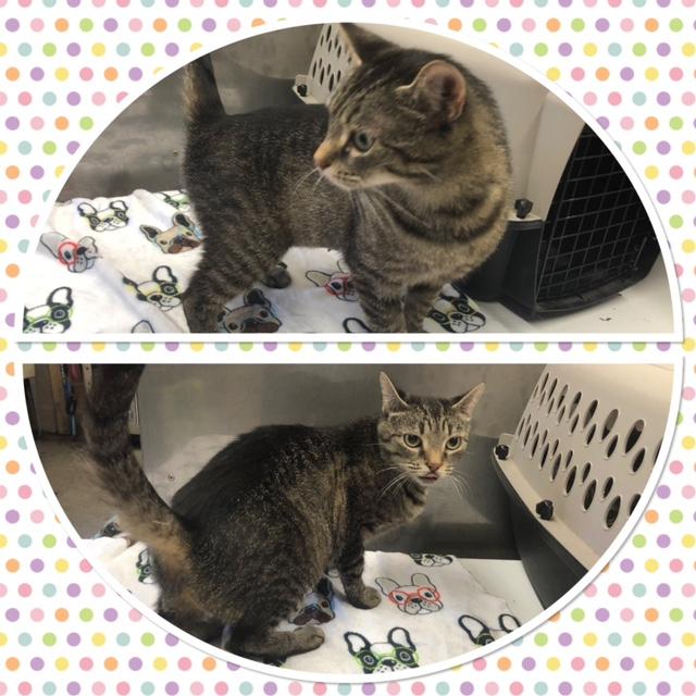 Enlarge DELILAH, a ADOPTABLE Domestic Short Hair in Buckhannon, WV image 1/1