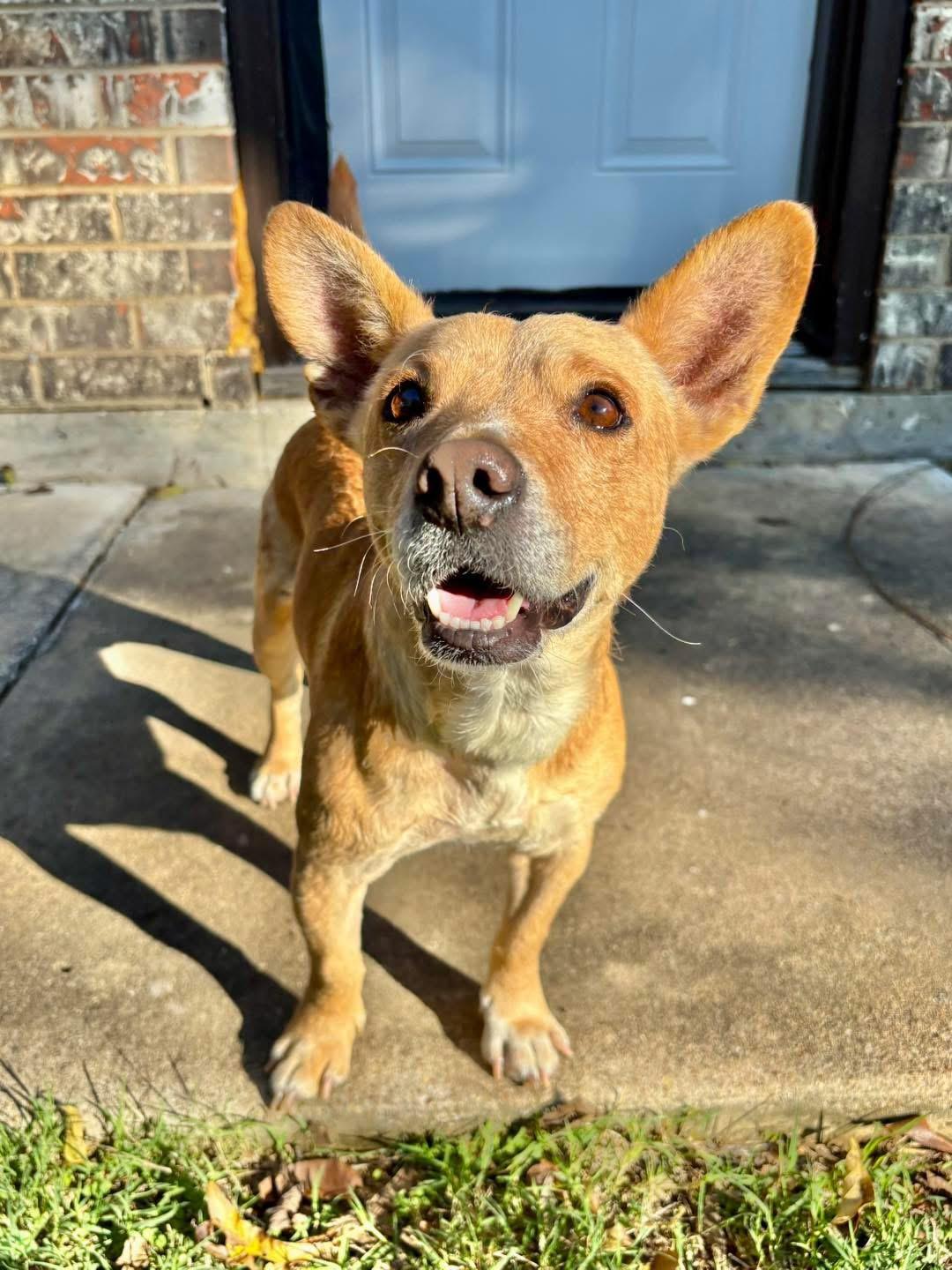 Helios, an adopted mixed breed in Benbrook, TX image 1/4