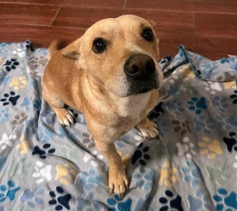 Helios, an adopted mixed breed in Benbrook, TX image 3/4