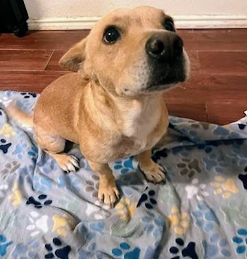 Helios, an adopted mixed breed in Benbrook, TX image 4/4