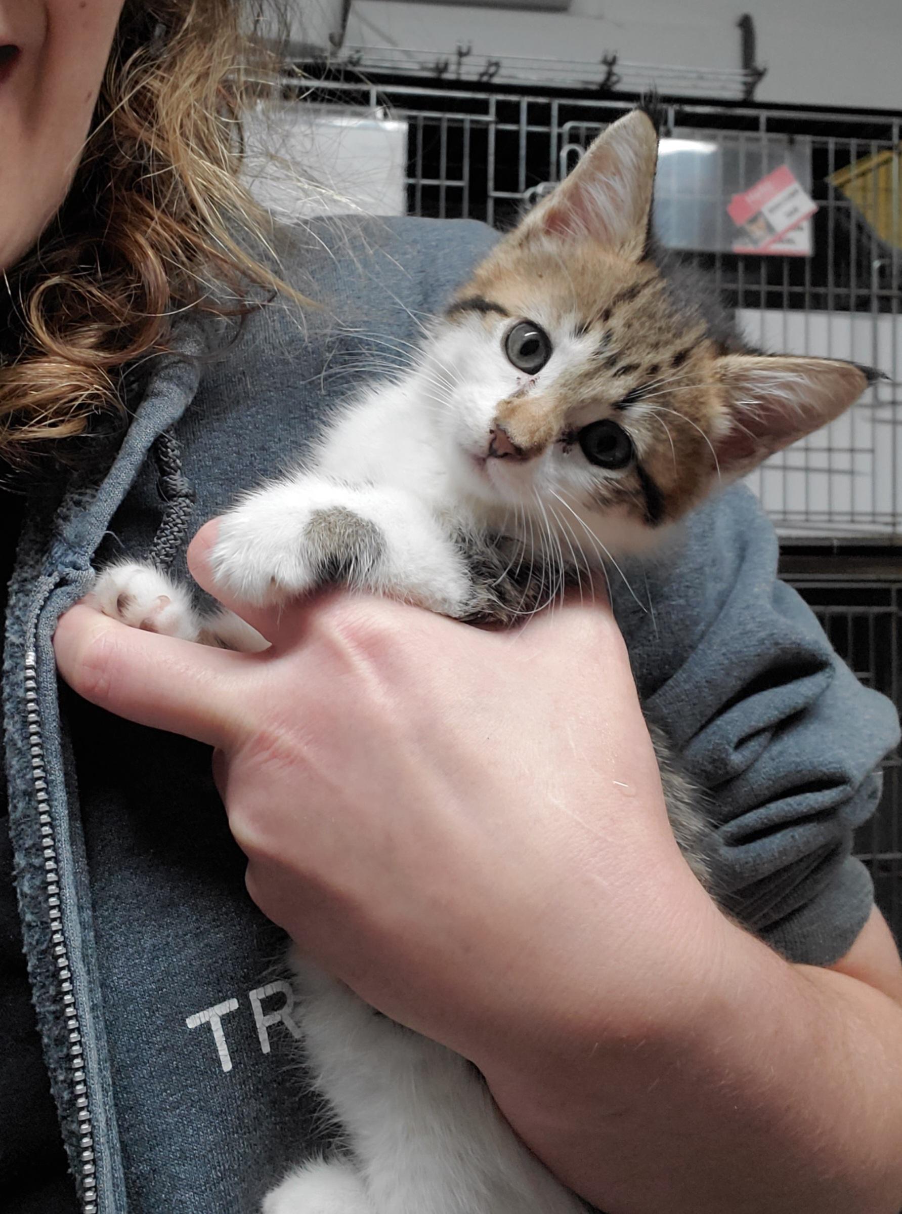 Nikki, Adopted, Kitten Female Domestic Short Hair.