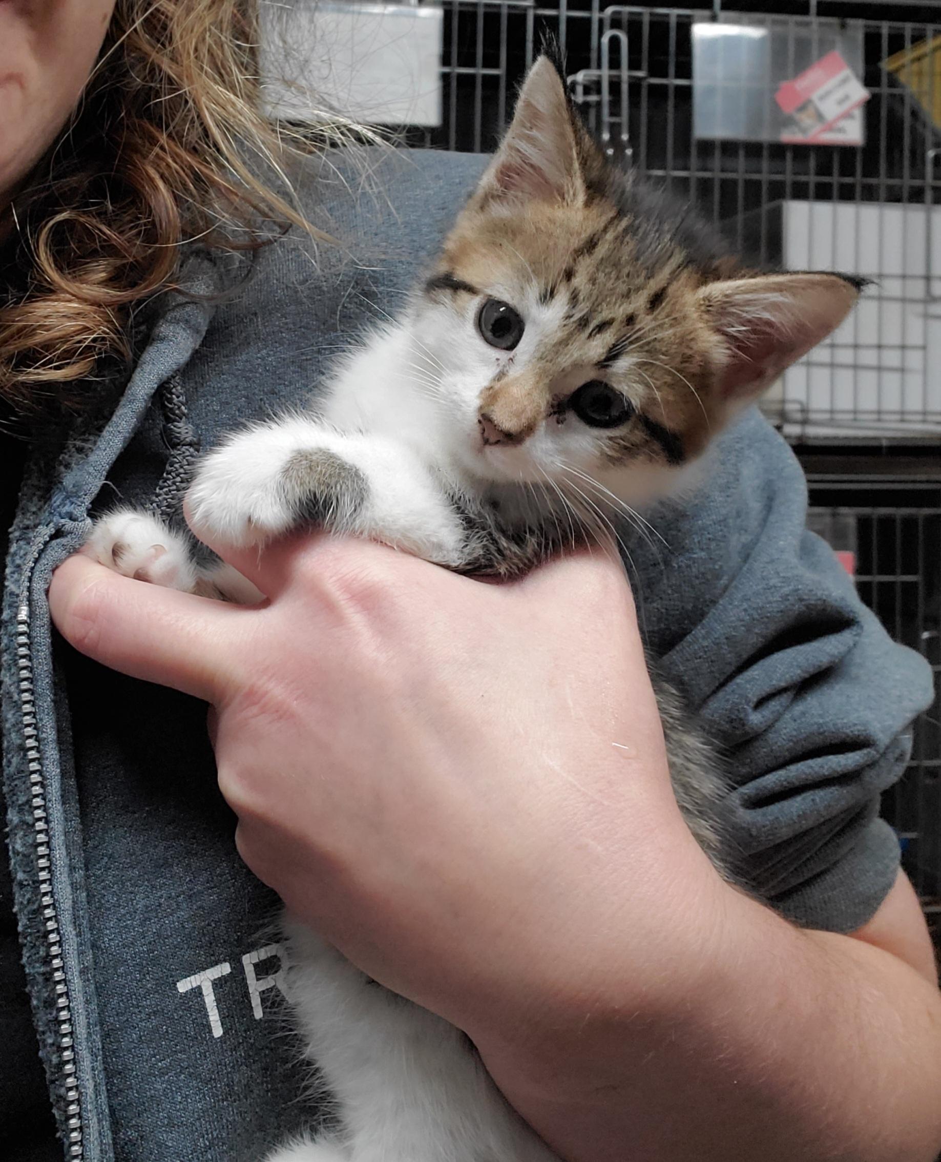 Enlarge Nikki, a Adopted Domestic Short Hair in Lake Hopatcong, NJ image 3/4