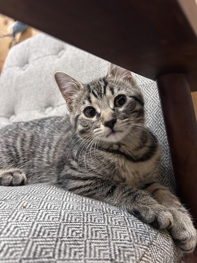 Karma, an adoptable Domestic Short Hair in Wakefield, QC image 2/5