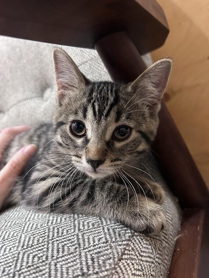 Karma, an adoptable Domestic Short Hair in Wakefield, QC image 1/5