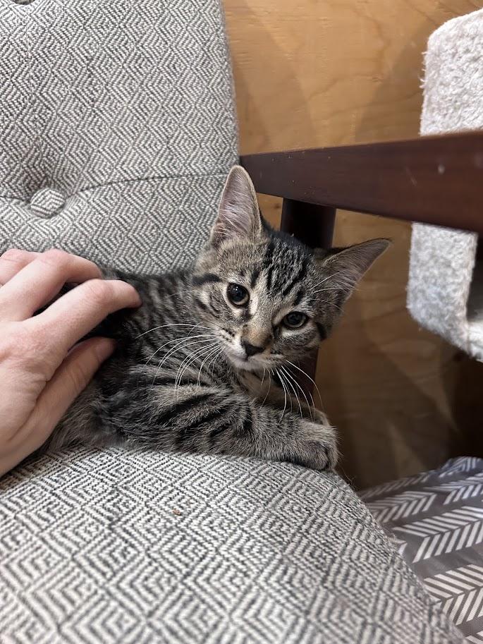 Karma, an adoptable Domestic Short Hair in Wakefield, QC image 5/5