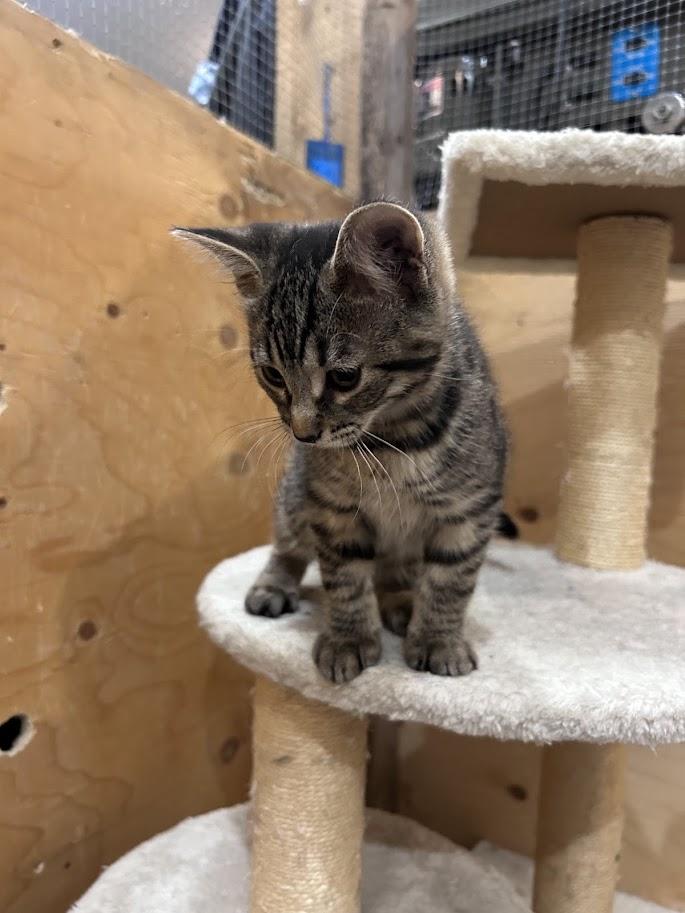 Karma, an adoptable Domestic Short Hair in Wakefield, QC image 3/5
