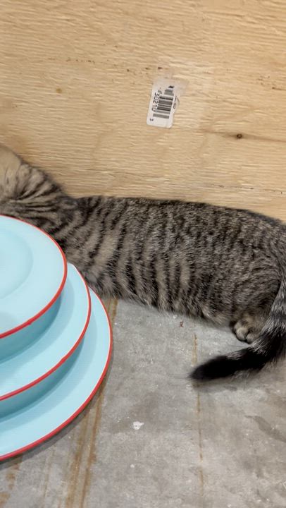 Enlarge Karma, an adoptable Domestic Short Hair in Wakefield, QC video 4/5
