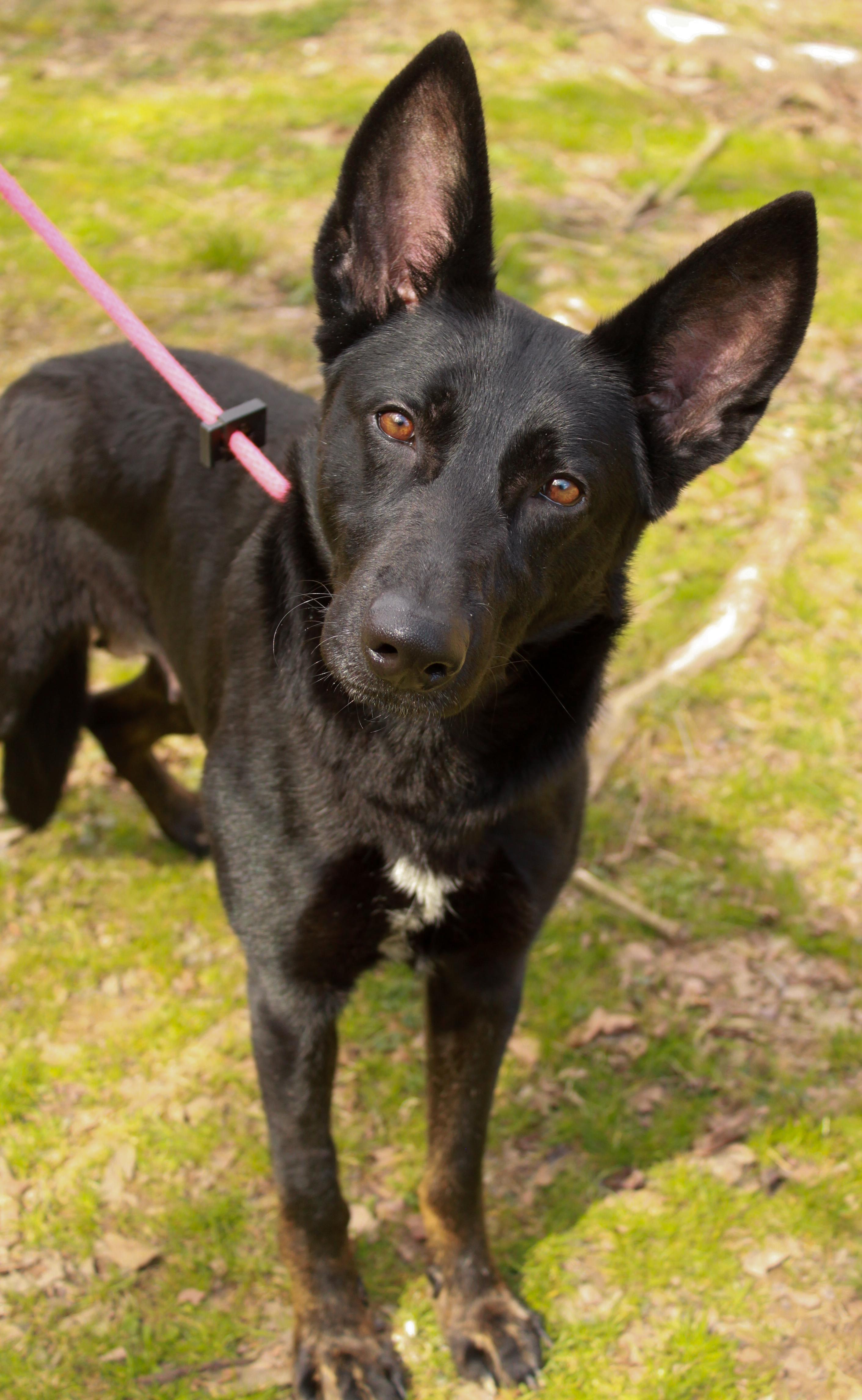 Enlarge Juliet, an adopted German Shepherd Dog in Ona, WV image 1/2